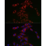 Immunofluorescence - Anti-TFEB Antibody (A15637) - Antibodies.com