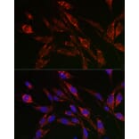 Immunofluorescence - Anti-TFEB Antibody (A15637) - Antibodies.com