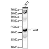 Western Blot - Anti-Twist Antibody (A15639) - Antibodies.com