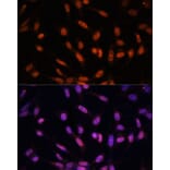 Immunofluorescence - Anti-Twist Antibody (A15639) - Antibodies.com