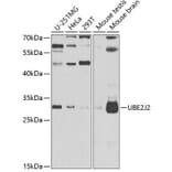 Western Blot - Anti-UBE2J2 Antibody (A15640) - Antibodies.com