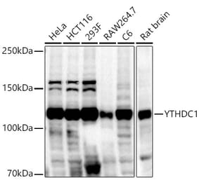 Western Blot - Anti-YTHDC1 Antibody (A15641) - Antibodies.com