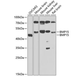 Western Blot - Anti-BMP15 Antibody (A15642) - Antibodies.com