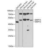 Western Blot - Anti-BMP15 Antibody (A15642) - Antibodies.com