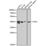 Western Blot - Anti-Actin Regulatory Protein CAPG / MCP Antibody (A15644) - Antibodies.com