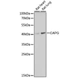 Western Blot - Anti-Actin Regulatory Protein CAPG / MCP Antibody (A15644) - Antibodies.com