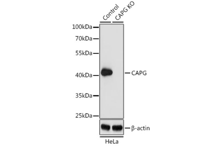 Western Blot - Anti-Actin Regulatory Protein CAPG/MCP Antibody (A15644) - Antibodies.com