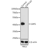 Western Blot - Anti-Actin Regulatory Protein CAPG / MCP Antibody (A15644) - Antibodies.com