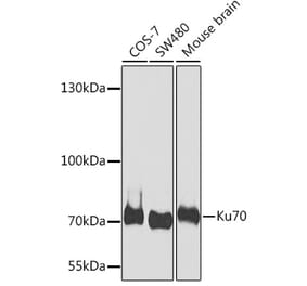 Western Blot - Anti-Ku70 Antibody (A15646) - Antibodies.com