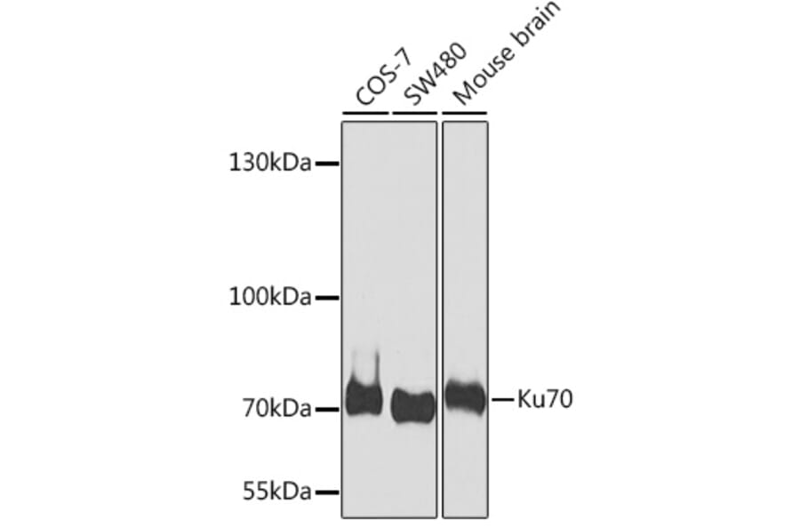 Western Blot - Anti-Ku70 Antibody (A15646) - Antibodies.com