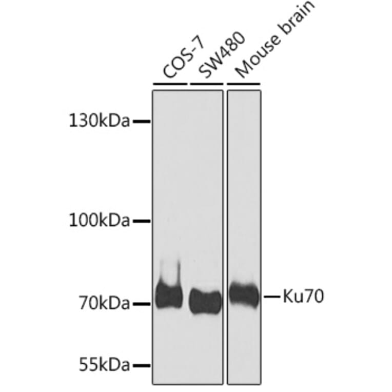 Western Blot - Anti-Ku70 Antibody (A15646) - Antibodies.com