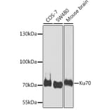 Western Blot - Anti-Ku70 Antibody (A15646) - Antibodies.com