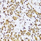 Immunohistochemistry - Anti-Ku70 Antibody (A15646) - Antibodies.com