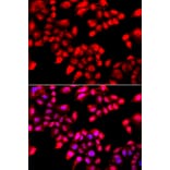 Immunofluorescence - Anti-Ku70 Antibody (A15646) - Antibodies.com