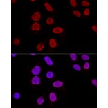 Immunofluorescence - Anti-Ku70 Antibody (A15646) - Antibodies.com