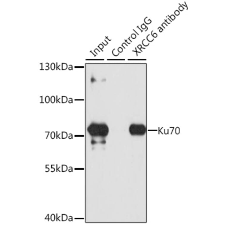 Western Blot - Anti-Ku70 Antibody (A15646) - Antibodies.com