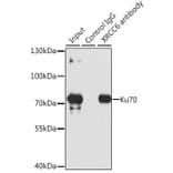 Western Blot - Anti-Ku70 Antibody (A15646) - Antibodies.com