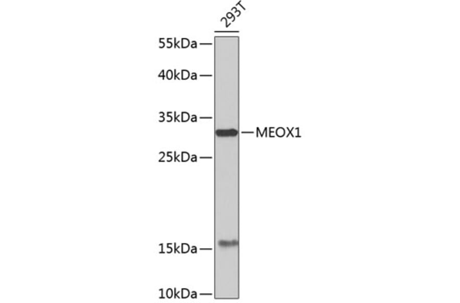 Western Blot - Anti-MEOX1 Antibody (A7332) - Antibodies.com