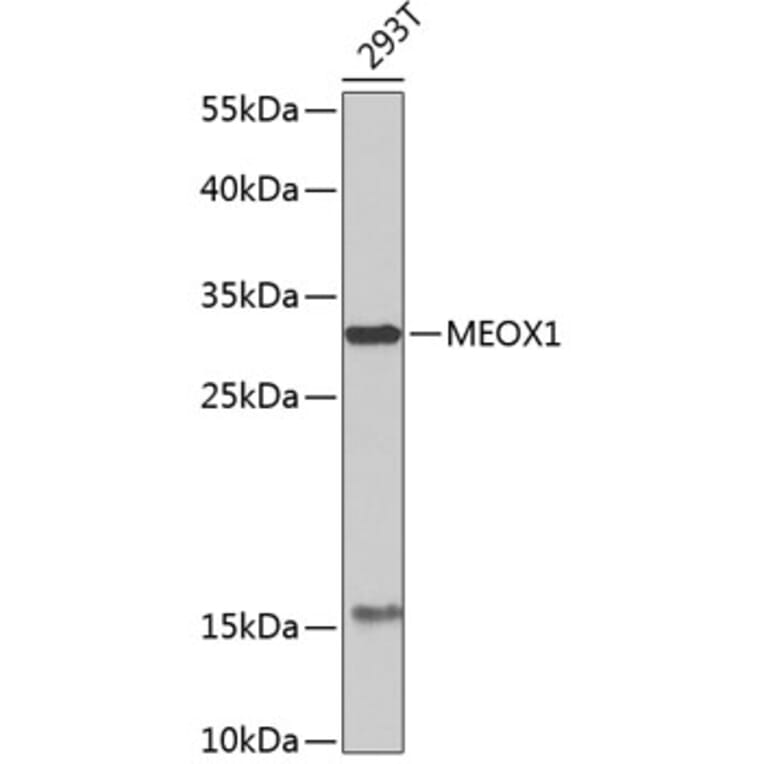 Western Blot - Anti-MEOX1 Antibody (A7332) - Antibodies.com