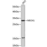 Western Blot - Anti-MEOX1 Antibody (A7332) - Antibodies.com
