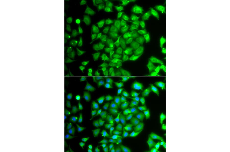 Immunofluorescence - Anti-MEOX1 Antibody (A7332) - Antibodies.com