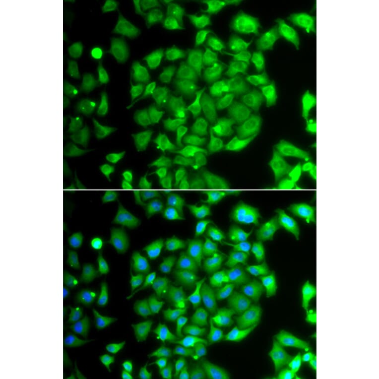 Immunofluorescence - Anti-MEOX1 Antibody (A7332) - Antibodies.com