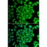 Immunofluorescence - Anti-MEOX1 Antibody (A7332) - Antibodies.com