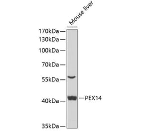 Western Blot - Anti-PEX14 Antibody (A15650) - Antibodies.com