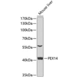 Western Blot - Anti-PEX14 Antibody (A15650) - Antibodies.com