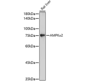 Western Blot - Anti-AMPK alpha 2 Antibody (A15652) - Antibodies.com