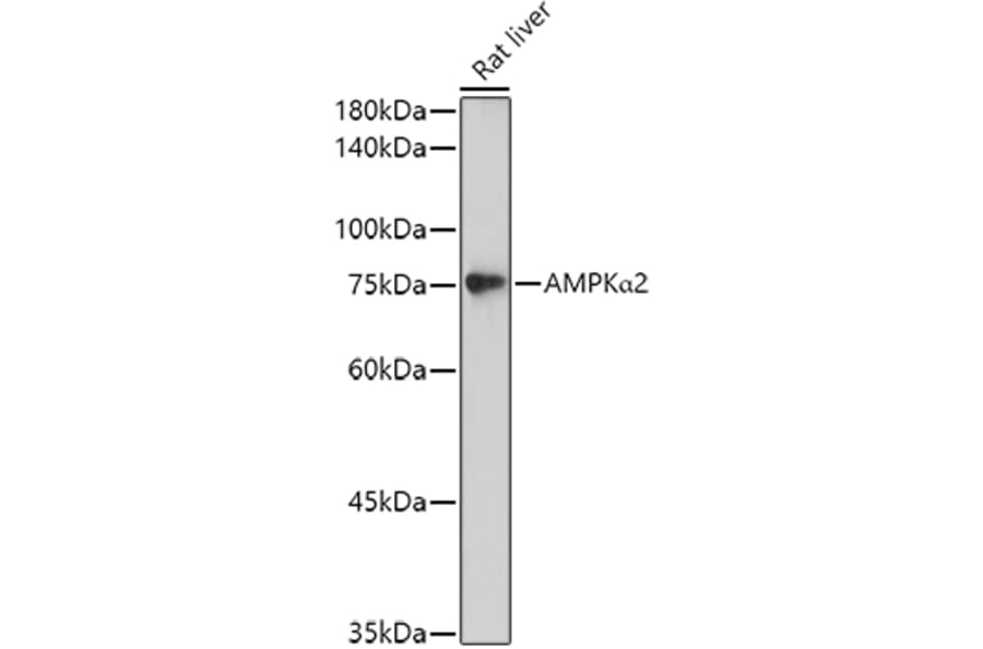 Western Blot - Anti-AMPK alpha 2 Antibody (A15652) - Antibodies.com