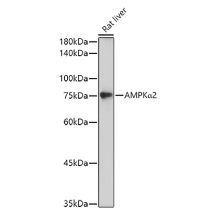 Western Blot - Anti-AMPK alpha 2 Antibody (A15652) - Antibodies.com