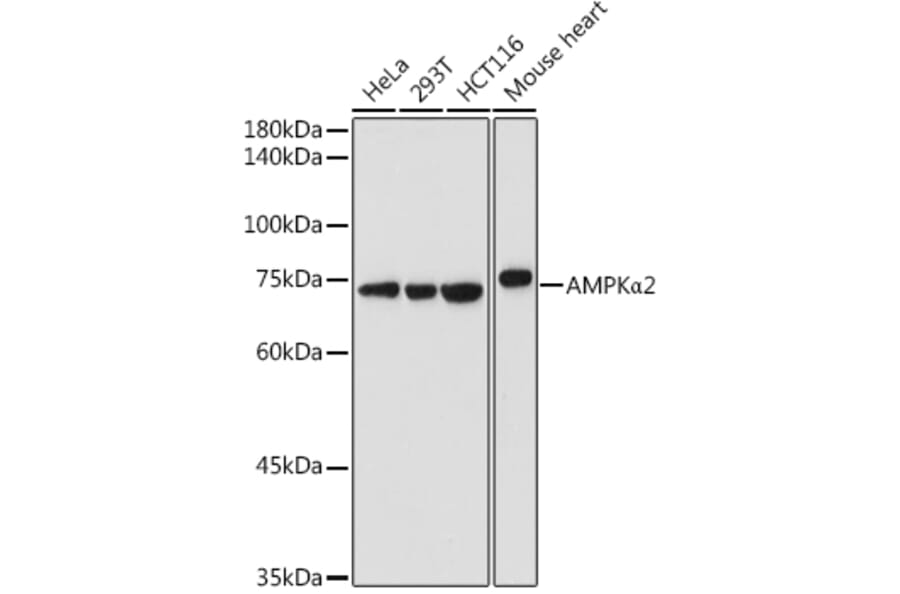 Western Blot - Anti-AMPK alpha 2 Antibody (A15652) - Antibodies.com