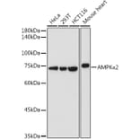 Western Blot - Anti-AMPK alpha 2 Antibody (A15652) - Antibodies.com