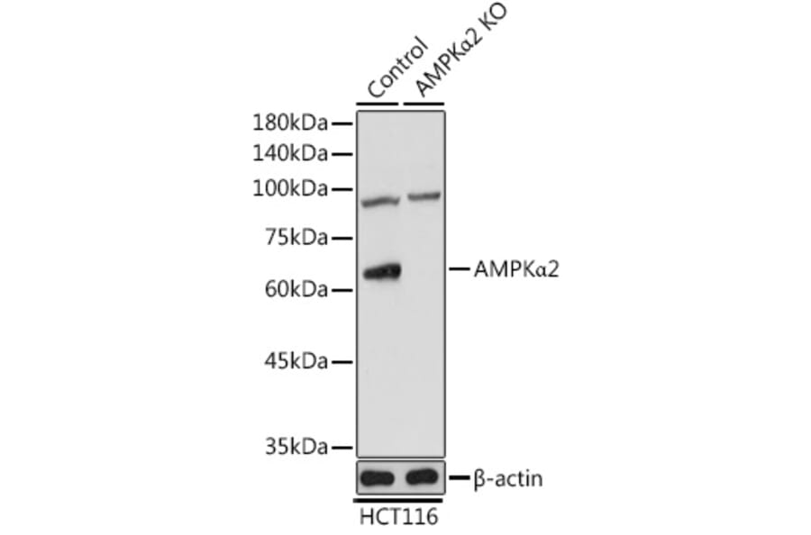 Western Blot - Anti-AMPK alpha 2 Antibody (A15652) - Antibodies.com