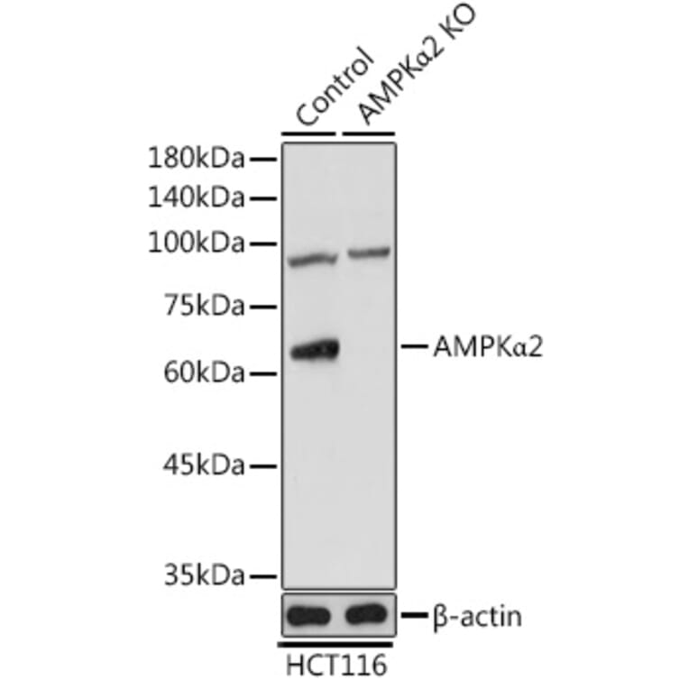 Western Blot - Anti-AMPK alpha 2 Antibody (A15652) - Antibodies.com