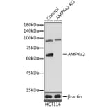 Western Blot - Anti-AMPK alpha 2 Antibody (A15652) - Antibodies.com