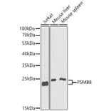 Western Blot - Anti-Proteasome 20S LMP7 Antibody (A15653) - Antibodies.com