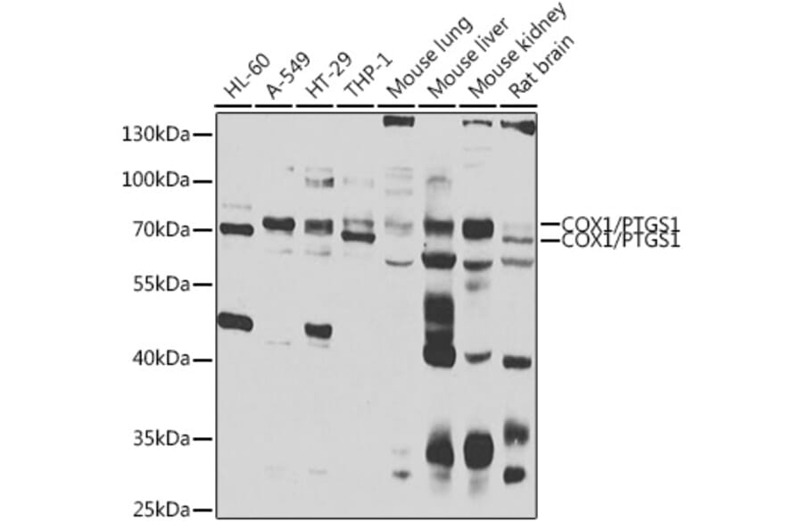 Western Blot - Anti-COX1/Cyclooxygenase 1 Antibody (A15654) - Antibodies.com