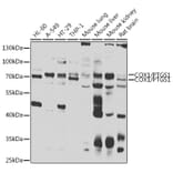 Western Blot - Anti-COX1/Cyclooxygenase 1 Antibody (A15654) - Antibodies.com
