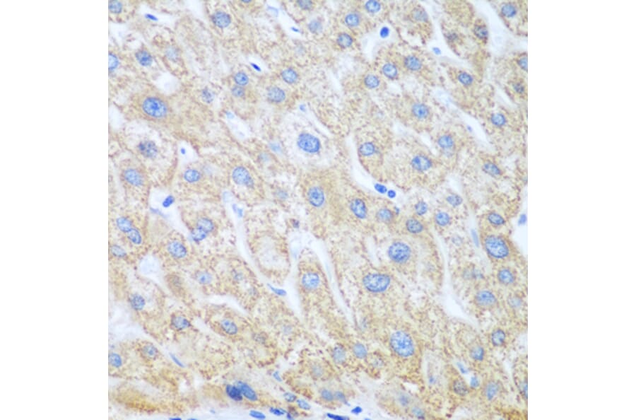 Immunohistochemistry - Anti-COX1/Cyclooxygenase 1 Antibody (A15654) - Antibodies.com