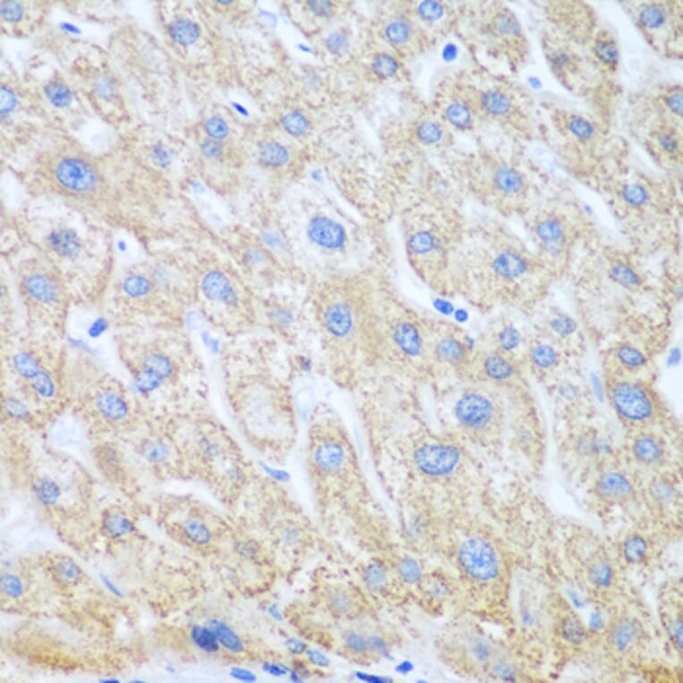 Immunohistochemistry - Anti-COX1/Cyclooxygenase 1 Antibody (A15654) - Antibodies.com