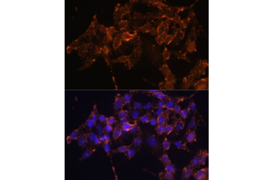 Immunofluorescence - Anti-COX1/Cyclooxygenase 1 Antibody (A15654) - Antibodies.com