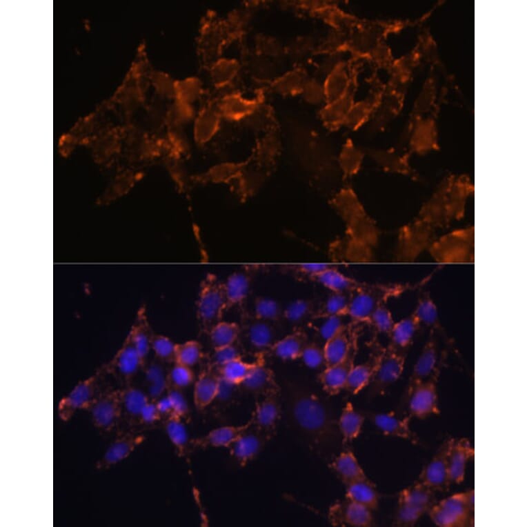 Immunofluorescence - Anti-COX1/Cyclooxygenase 1 Antibody (A15654) - Antibodies.com