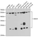 Western Blot - Anti-Ube2H Antibody (A15656) - Antibodies.com