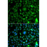 Immunofluorescence - Anti-DPF1 Antibody (A7349) - Antibodies.com