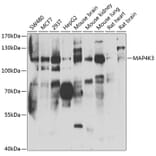 Western Blot - Anti-MAP4K3/GLK Antibody (A15659) - Antibodies.com