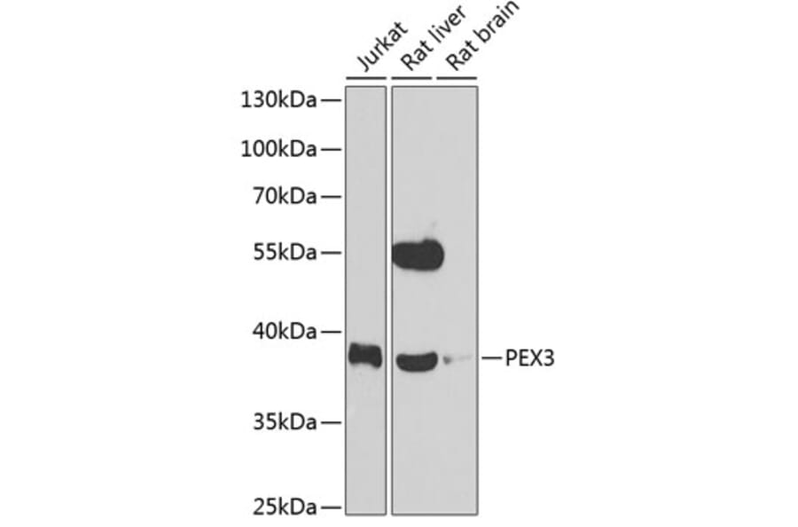 Western Blot - Anti-PEX3 Antibody (A15660) - Antibodies.com