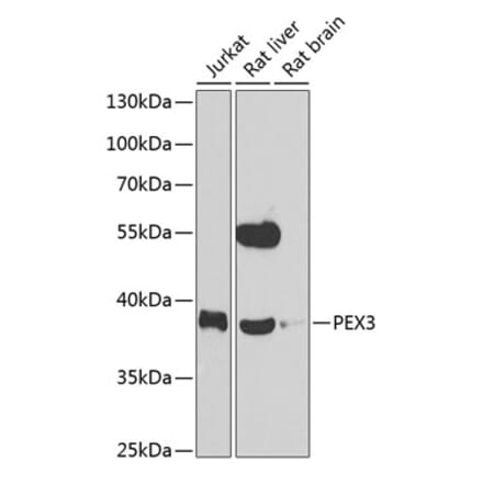 Western Blot - Anti-PEX3 Antibody (A15660) - Antibodies.com