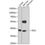 Western Blot - Anti-PEX3 Antibody (A15660) - Antibodies.com